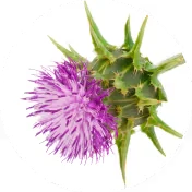 Milk thistle botanical